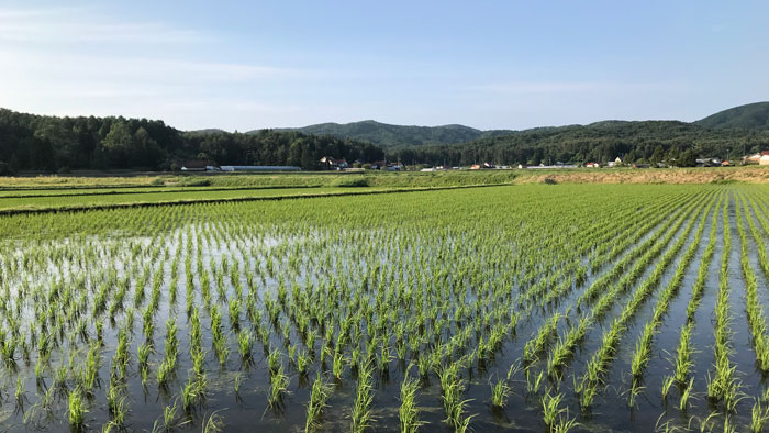 田んぼ画像